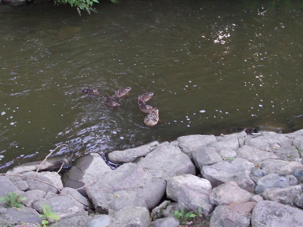 Solstice 10K 09 280.jpg - The Solstice Run 10K in Northville Michigan. June 27, 2009. Way more hills than I expected! Still had a decent time @ 57:57, and a great day for a race!
